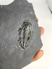 1 3/4" Utah Asaphiscus Wheeleri Fossil Trilobite Molt infused with Pyrite Crystals Middle Cambrian Period Wheeler Shale Formation